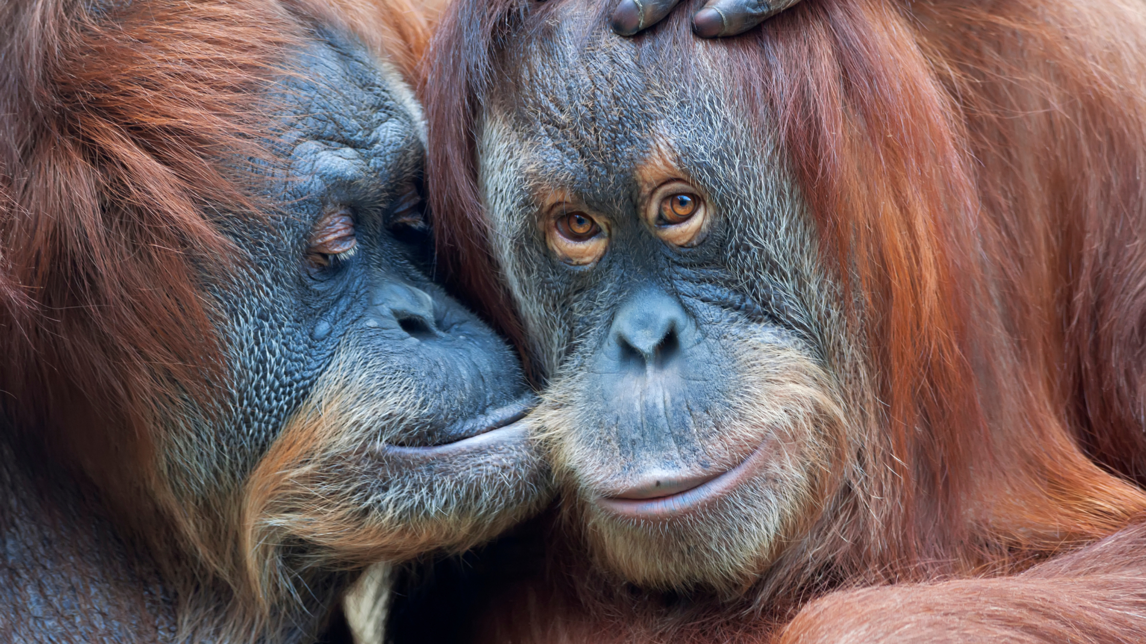 header foto 2 apen die knuffelen.Oxytocine, Oestrogeen en Tend & Befriend
