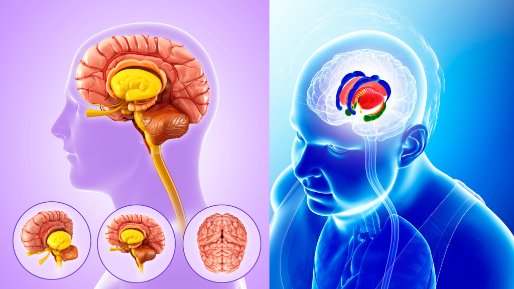 Limbische systeem | Mindfulness Centrum Heuvelrug | Veenendaal