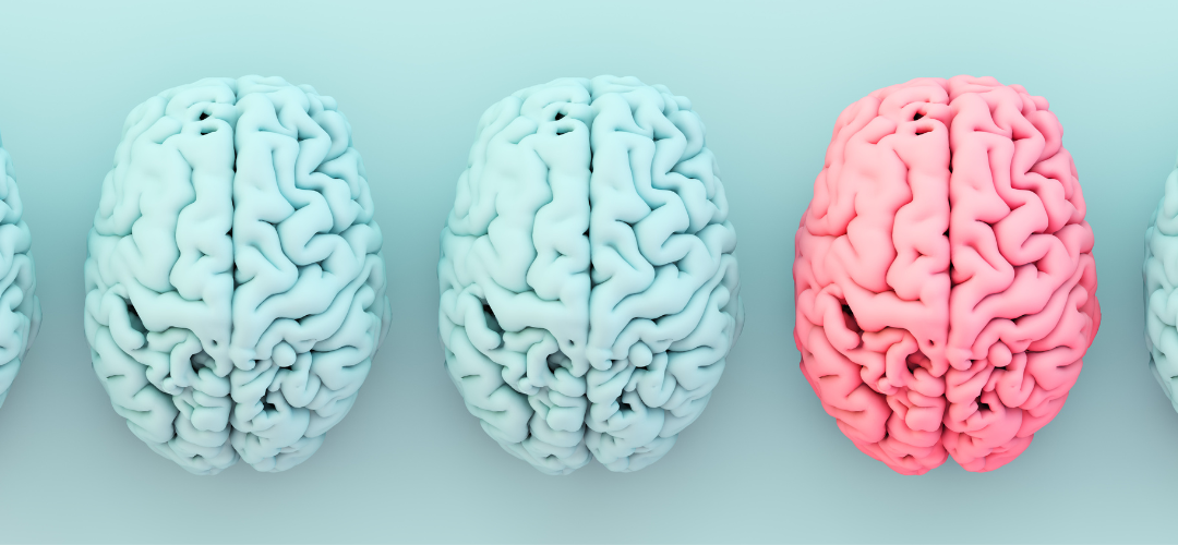 De hippocampus: leren, geheugen en stressregulatie