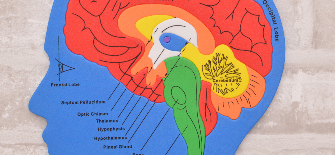 De Hypothalamus: Beheers stress en versterk mindfulness