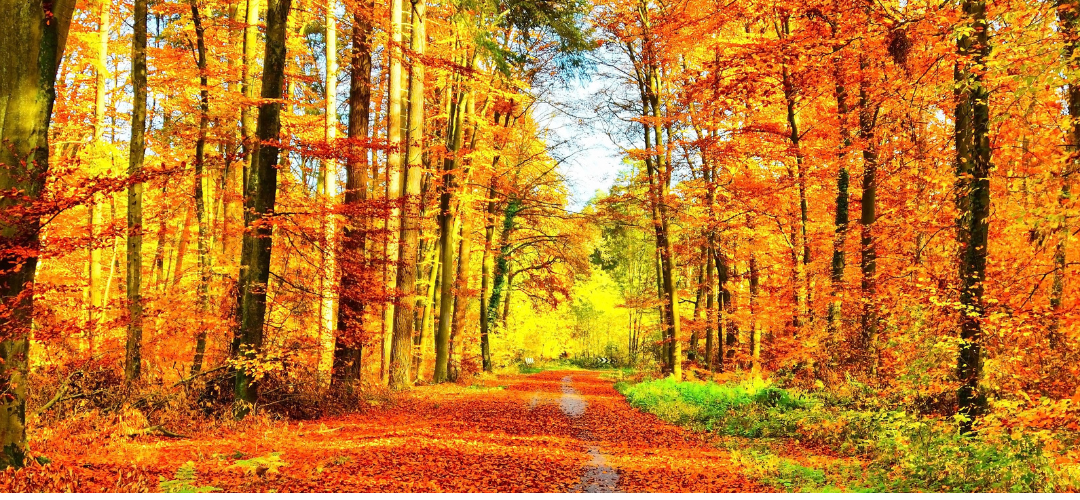 header Blog herfst en mindfulness. bladeren in herfstkleuren bruin en groen